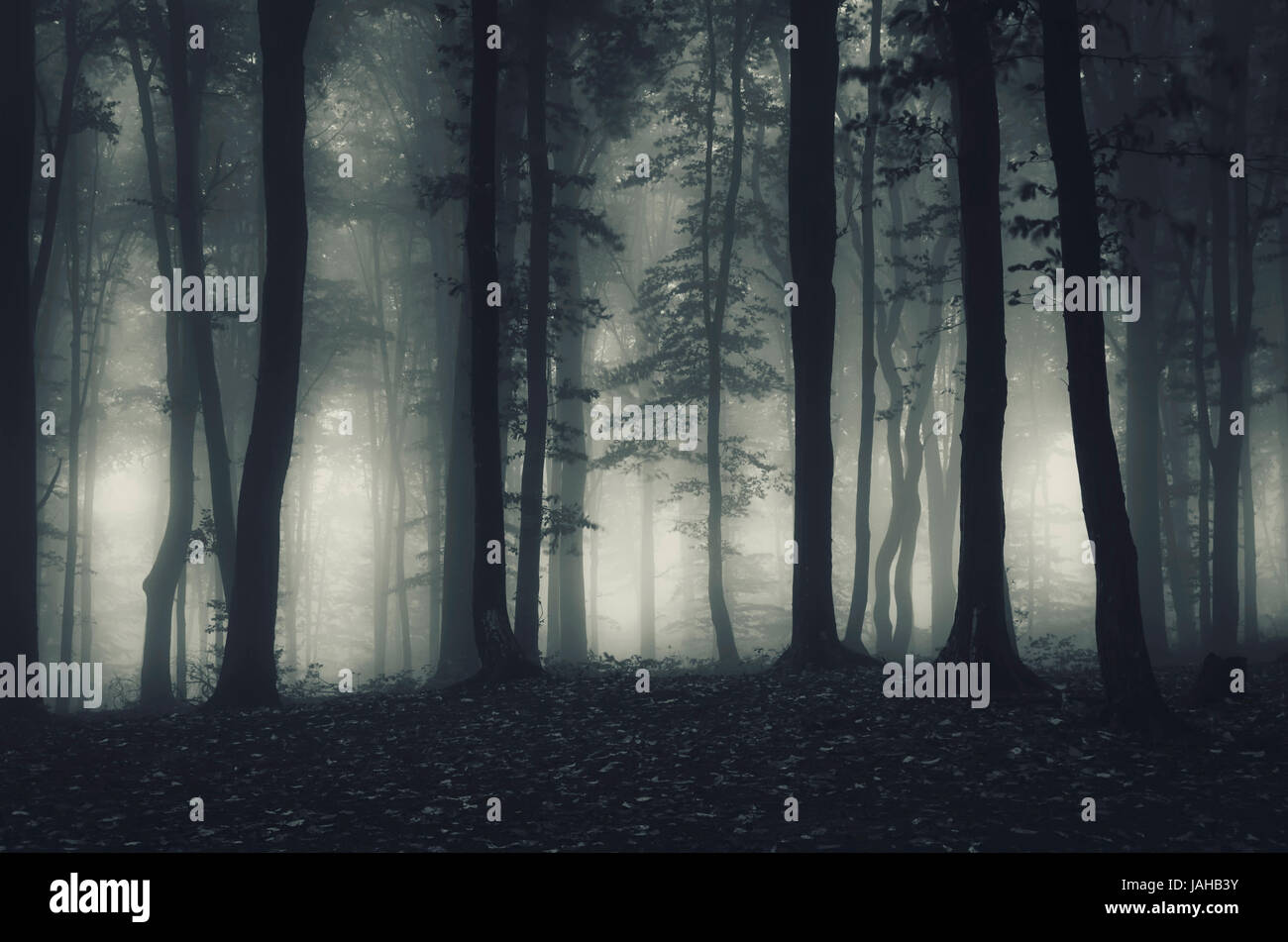 Dark misty forest Halloween background Stock Photo
