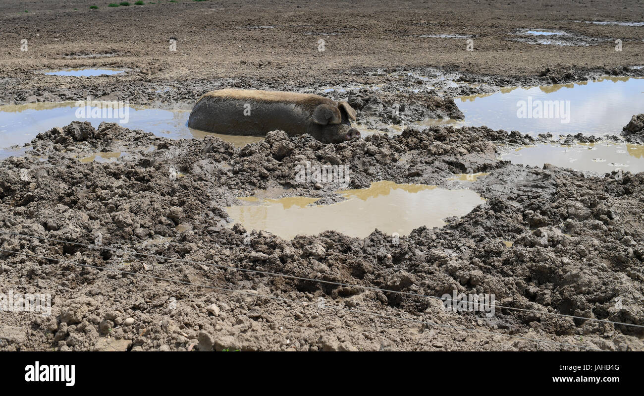 Wallows hi-res stock photography and images - Alamy