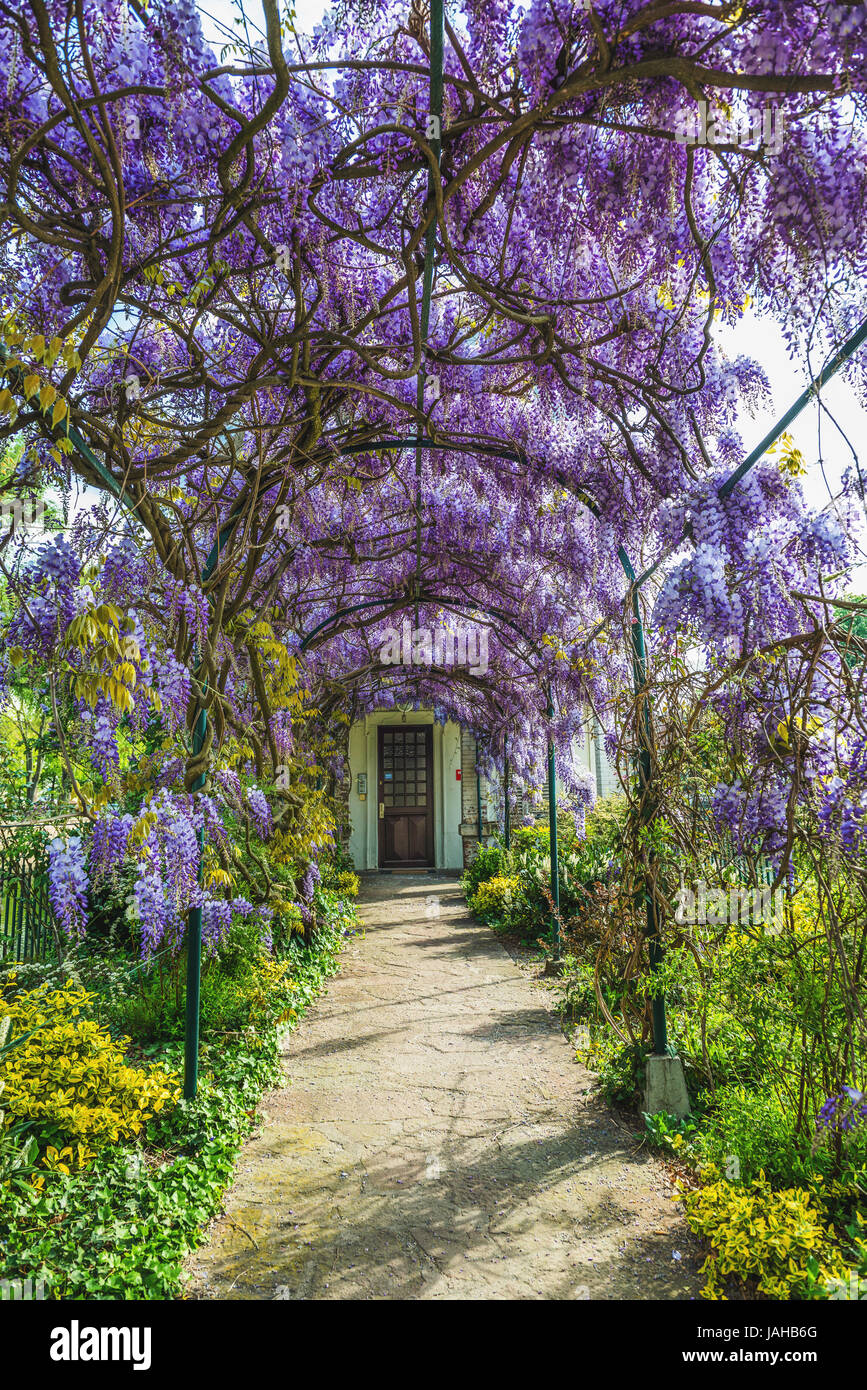 Pretty Fragrant Purple Wisteria Covering An Arched Arbor