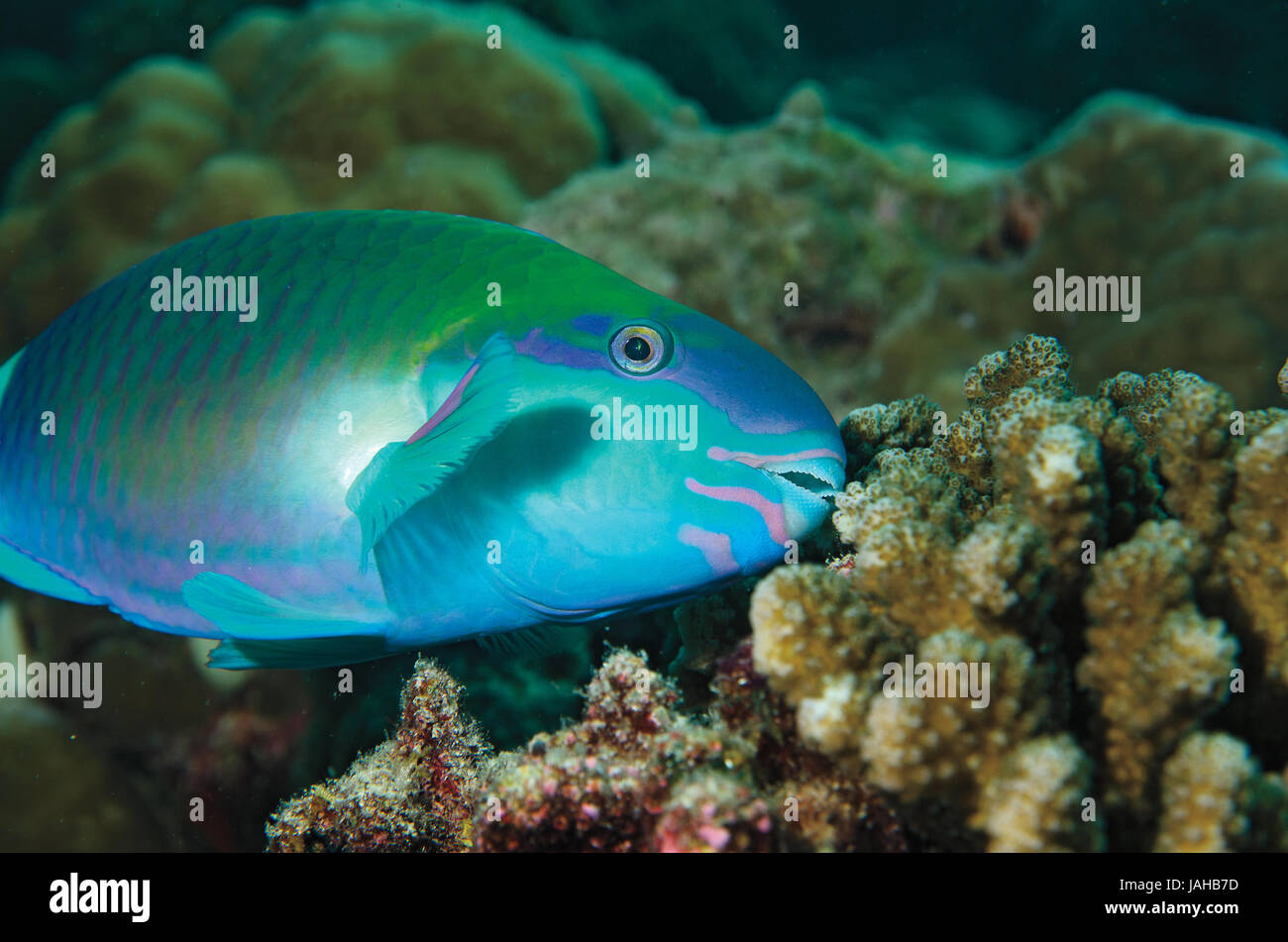Bridled parrotfish, Scarus frenatus, eating coral in Maldives, Indian Ocean Stock Photo