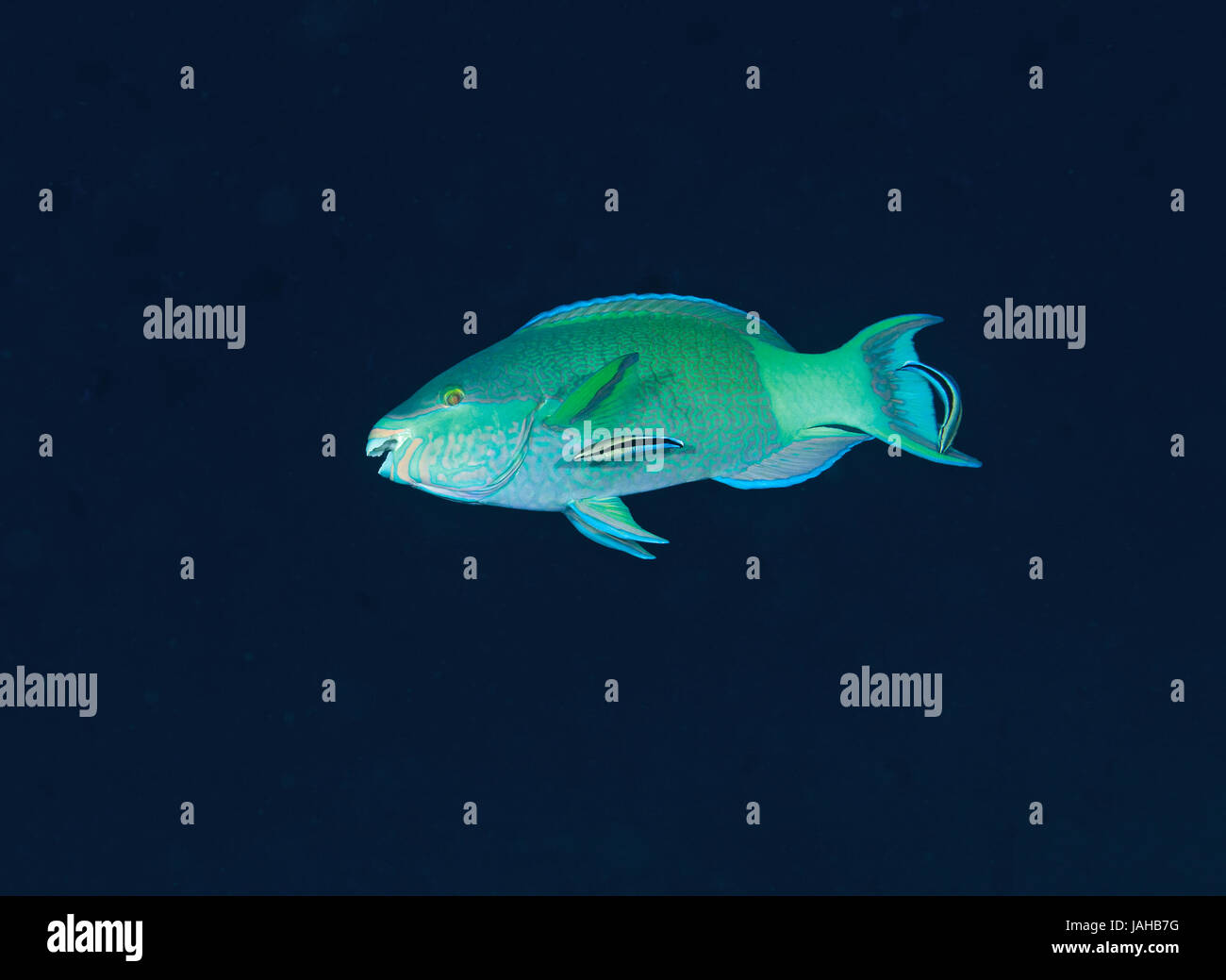 Bridled parrotfish, Scarus frenatus, in open water with two cleaner wrasse in Maldives, Indian Ocean Stock Photo