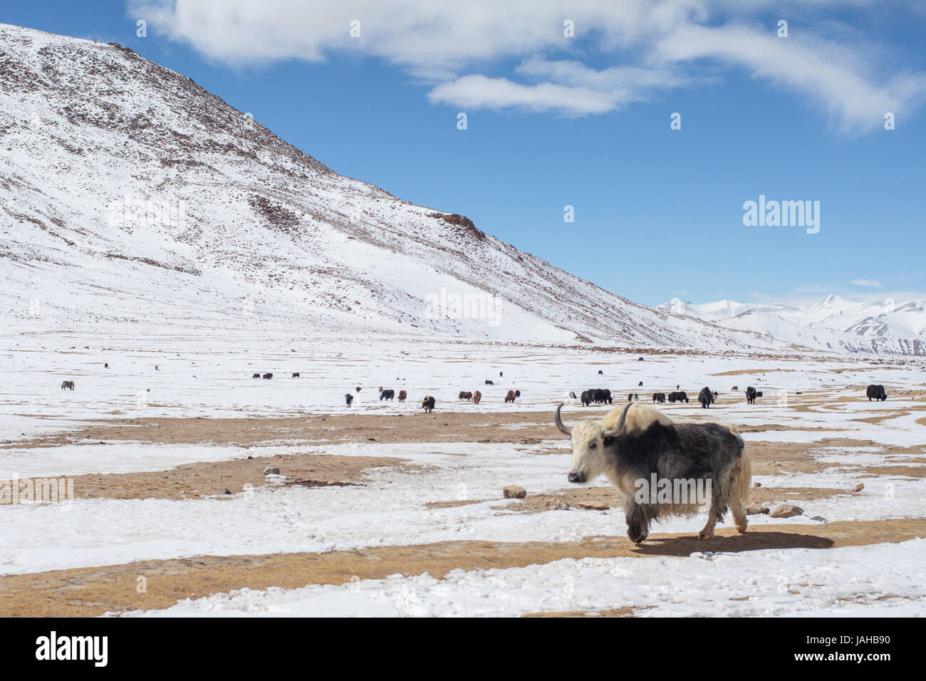 A huge herd of Yaks grazing on the Pologongka pass in the Changthang region of Ladakh. The foreground is dominated by a single male Yak with white and Stock Photo