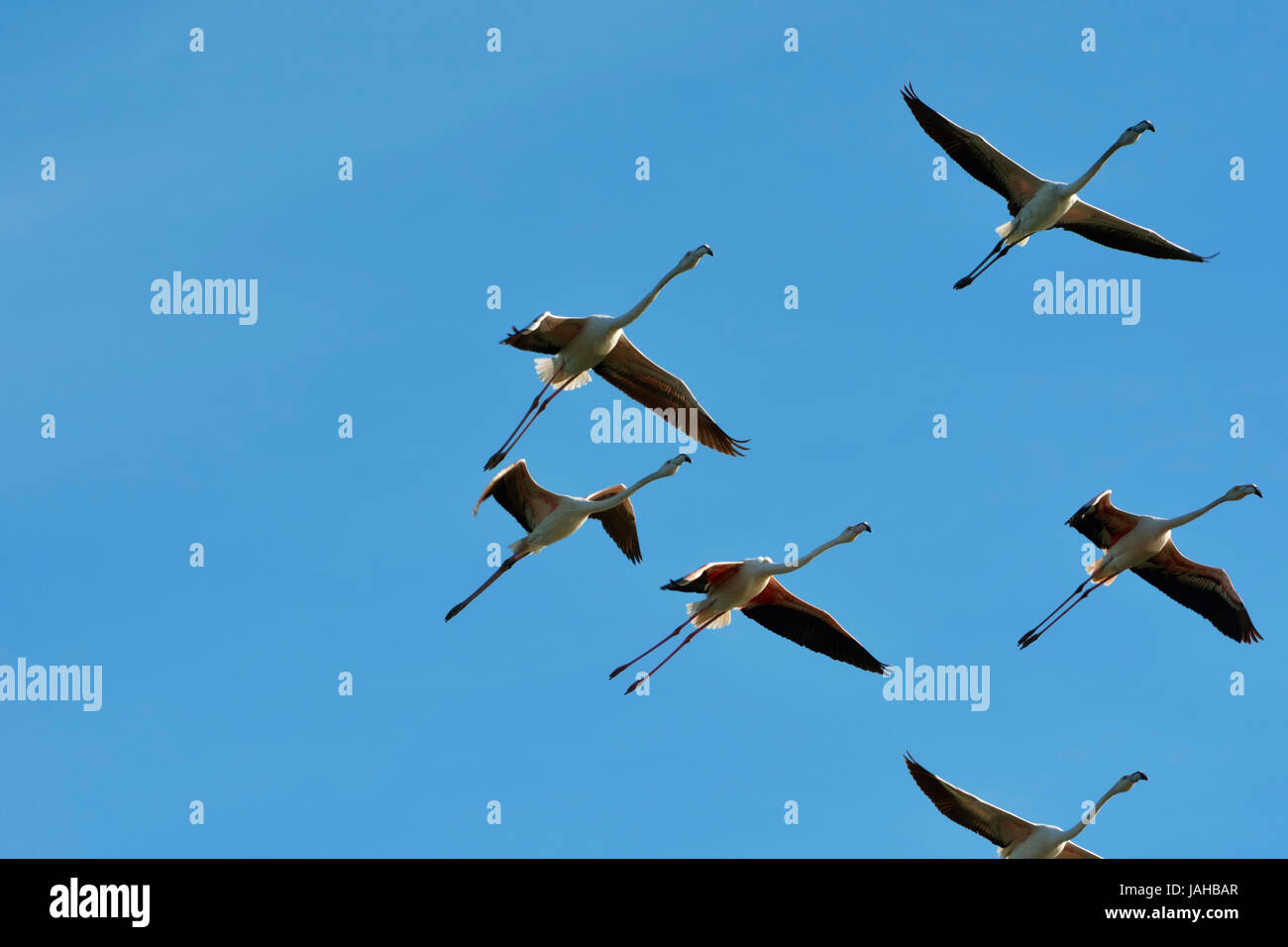 Flamingos (Phoenicopterus roseus) flying over the Sado Estuary Nature Reserve. Portugal Stock Photo