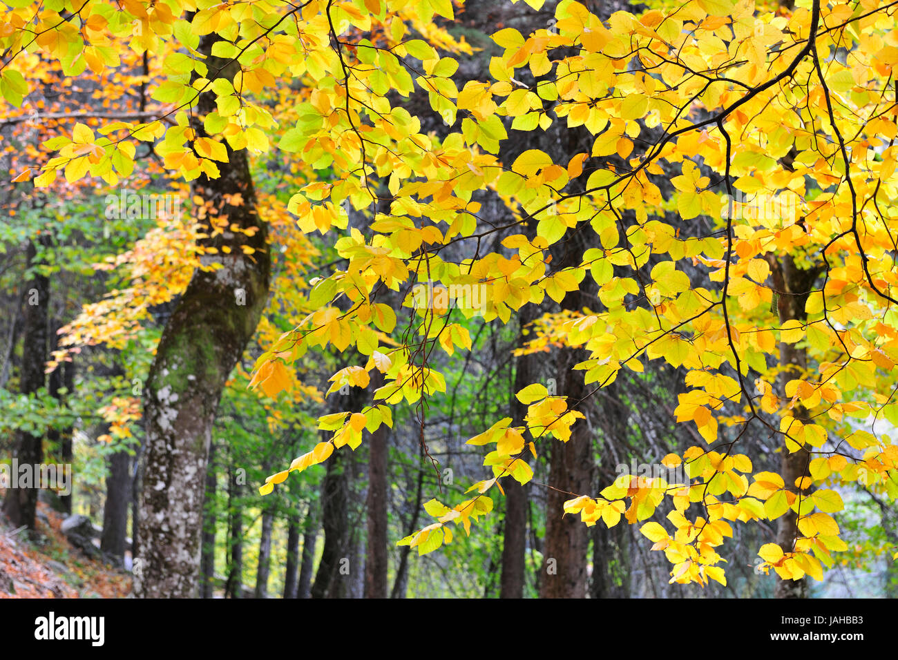 Beech trees in autumn time. Serra da Estrela Nature Park, Portugal Stock Photo