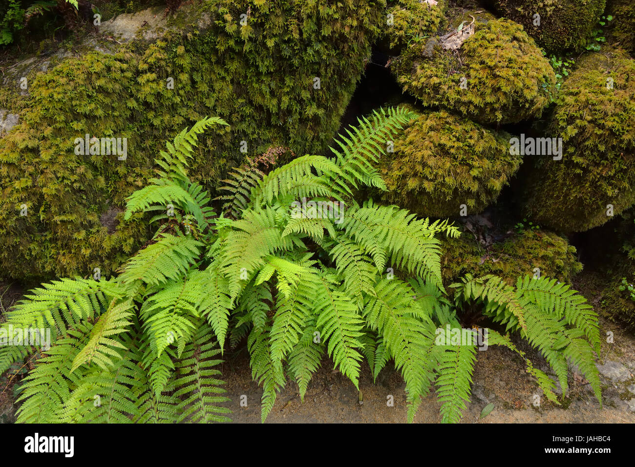 Ferns in the Condessa d'Edla Gardens, dating back to the 19th century. Sintra mountain range, a Unesco World Heritage Site. Portugal Stock Photo