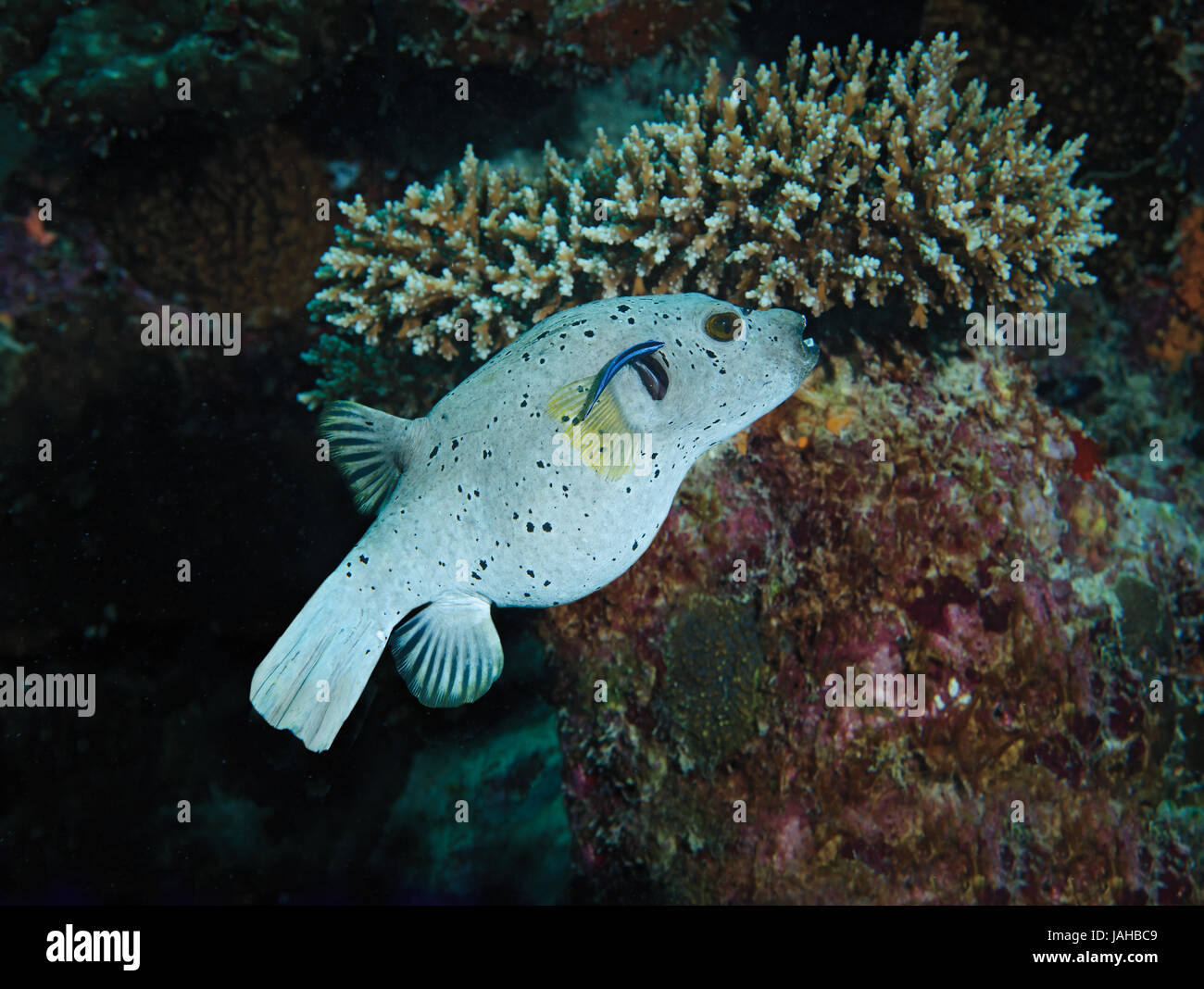 Blackspotted Puffer Fish or Dog-faced Puffer, Arothron nigropunctatus, with cleaner wrasse on coral reef in Maldives Stock Photo