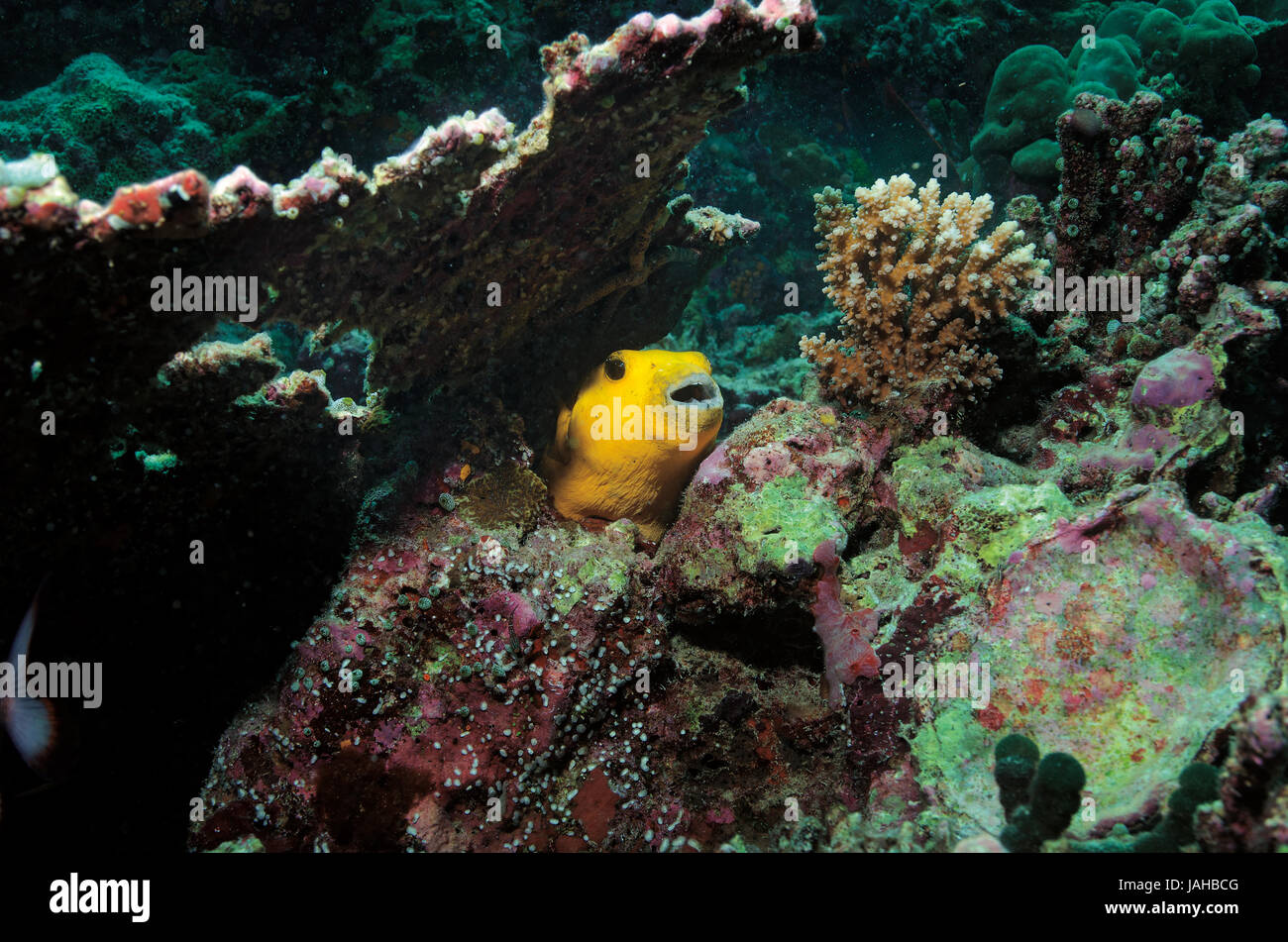 guineafowl pufferfish, yellow form, Arothron meleagris, in reef in maldives Stock Photo