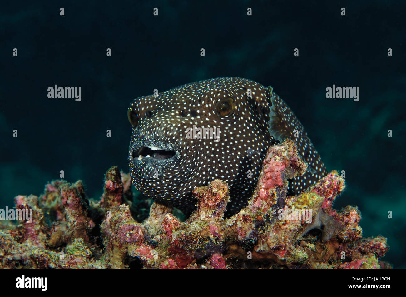 A close-up view of a guineafowl pufferfish, Arothron meleagris, resting on coral reef in Maldives Stock Photo