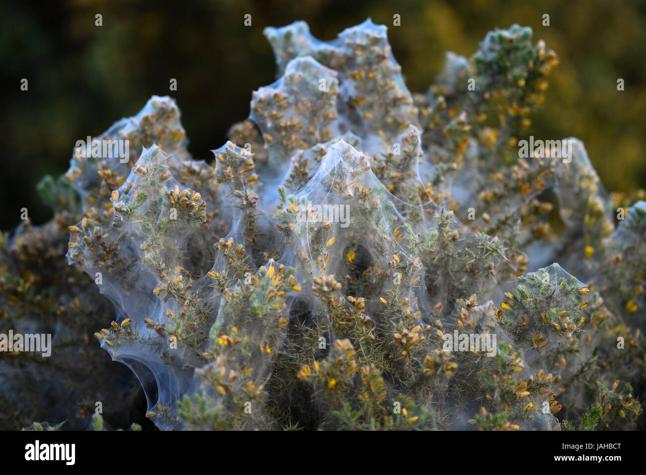 Gorse bushes covered in spider webs from the gorse spider mite Stock Photo