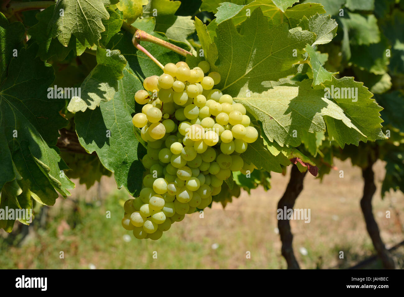 Macabeu grape variety. Tapada da Ajuda, Lisbon. Portugal Stock Photo