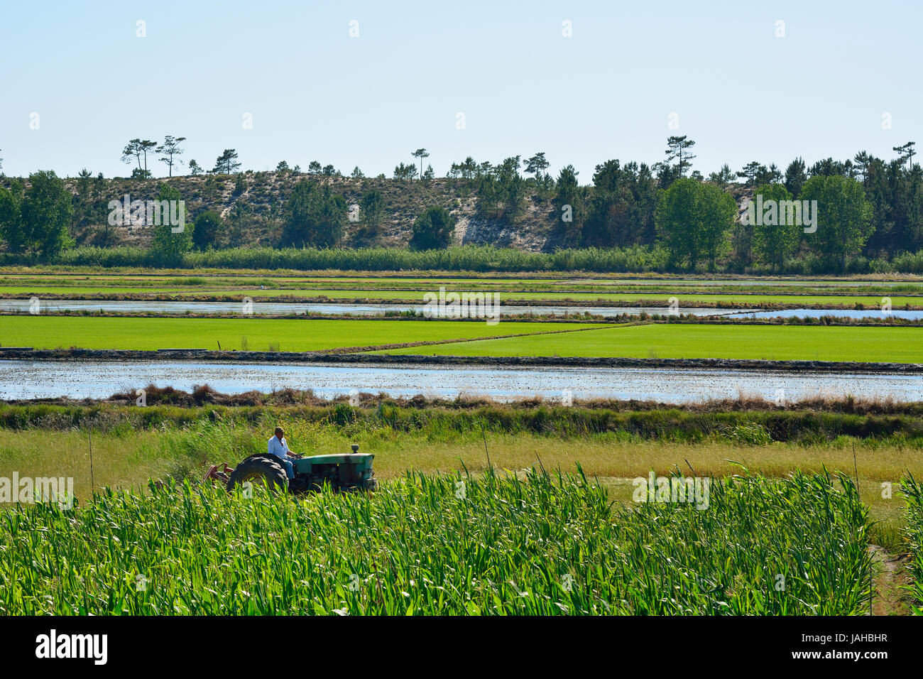 Rice fields and corn field at Comporta, Alentejo, Portugal Stock Photo