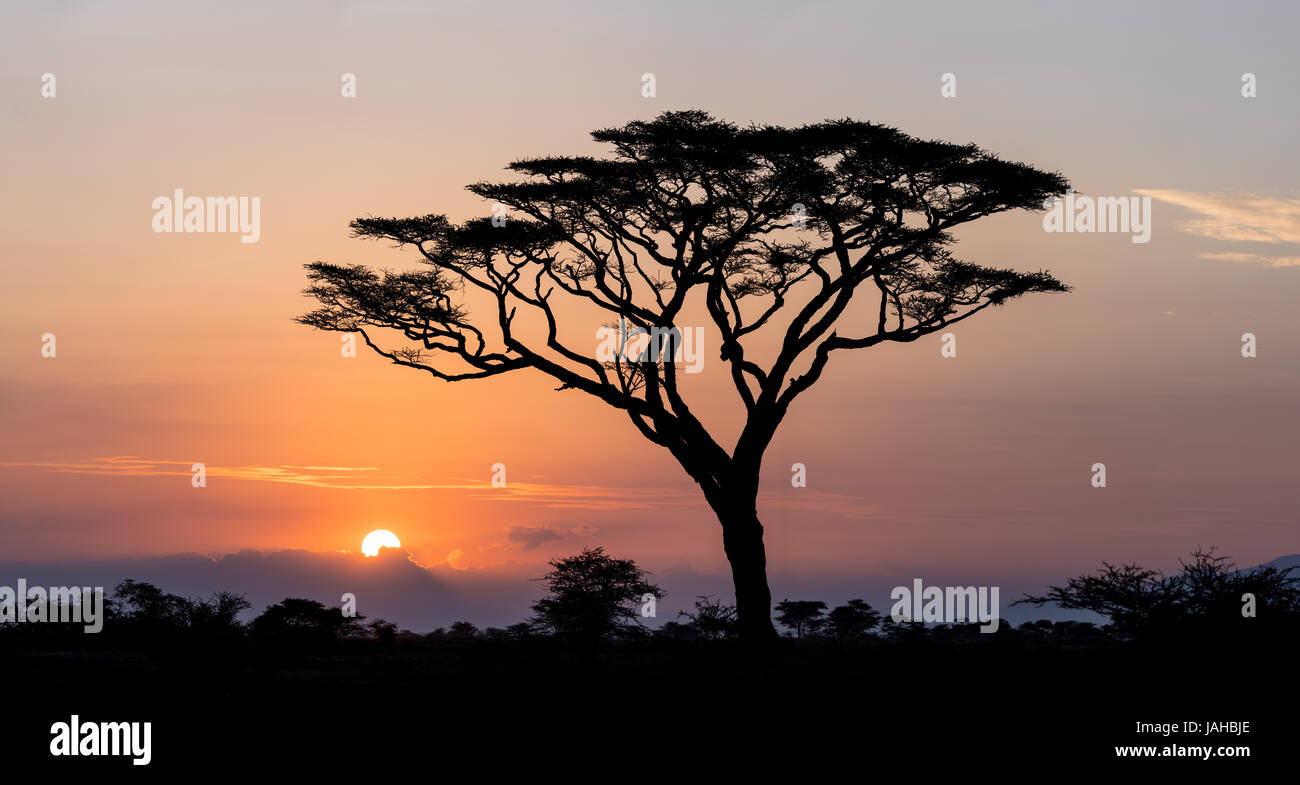 Sunrise and Acacia tree in the Serengeti National Park in Tanzania Stock Photo
