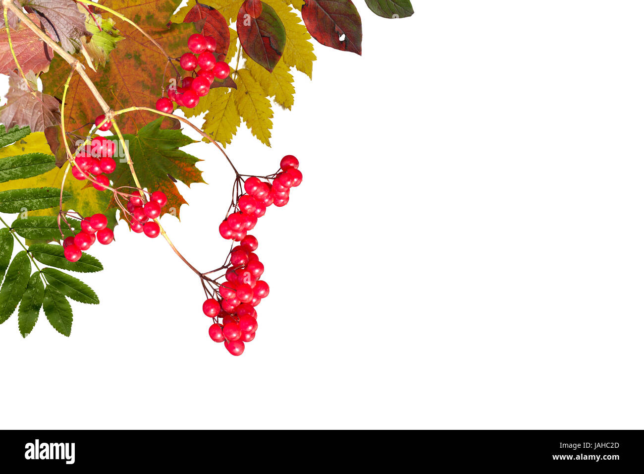 autumn leaves maple against the blue sky and sun Stock Photo - Alamy