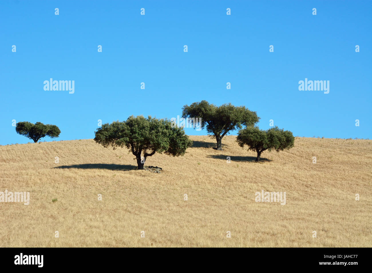 Holm oaks in the vast plains of Alentejo. Portugal Stock Photo