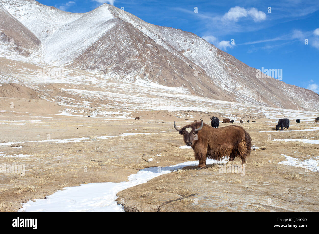 A Brown Yak grazing on the Pologongka pass in the Changthang region of Ladakh during winter. Stock Photo