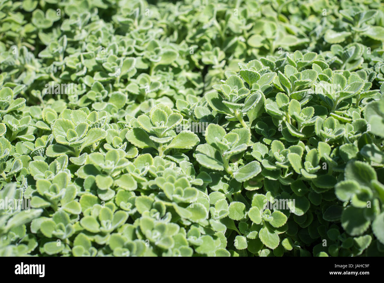 Plectranthus amboinicus green plant leaves close up selective focus Stock Photo