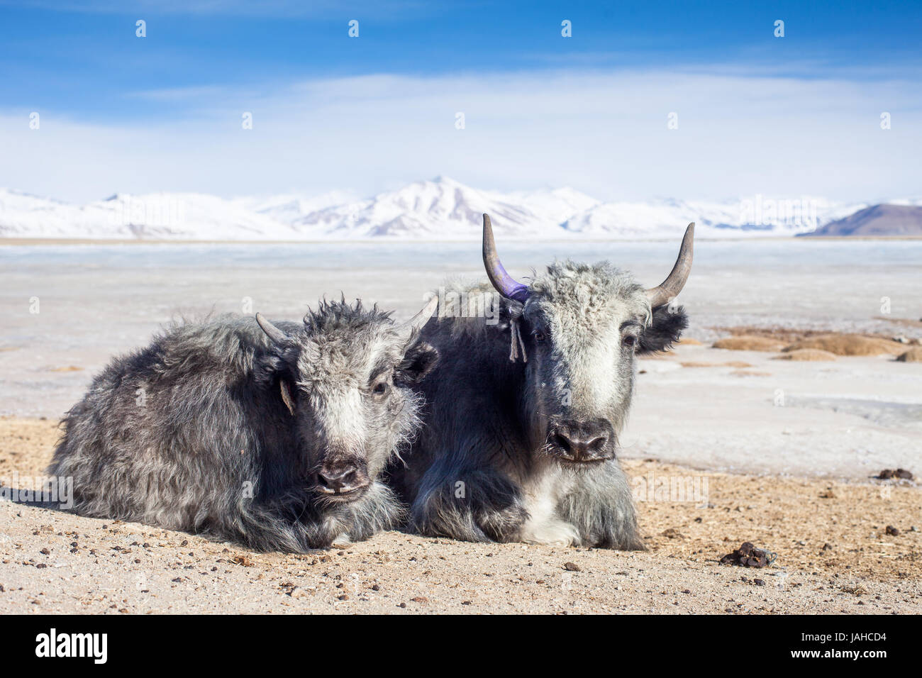 A mother Yak and grey calf relaxing by the shores of the frozen Startsapuk Tso lake in the Changthang region of Ladakh Stock Photo