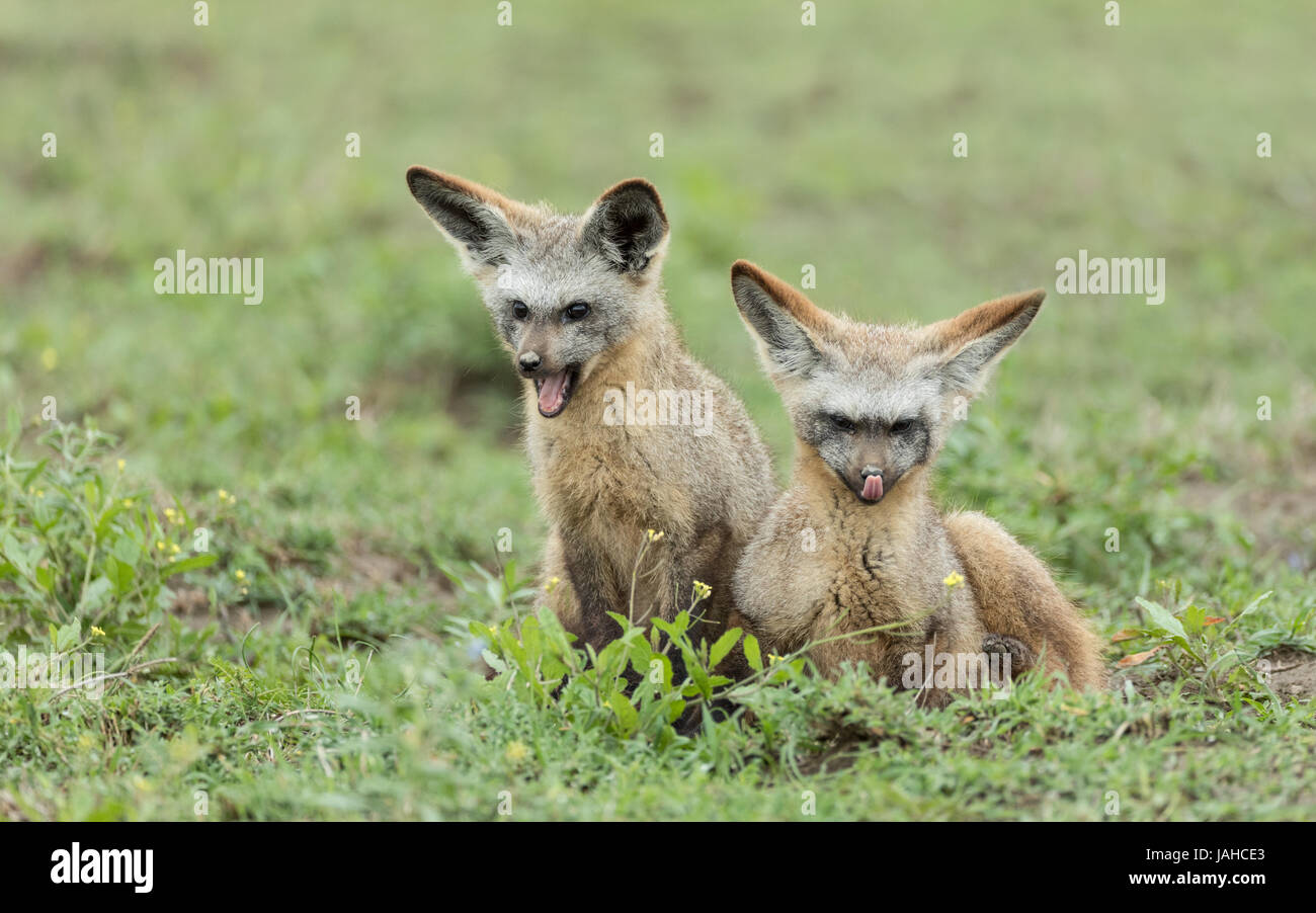 Two sub adult bat Eared foxes in the early morning, Serengeti national Park, Tanzania Stock Photo