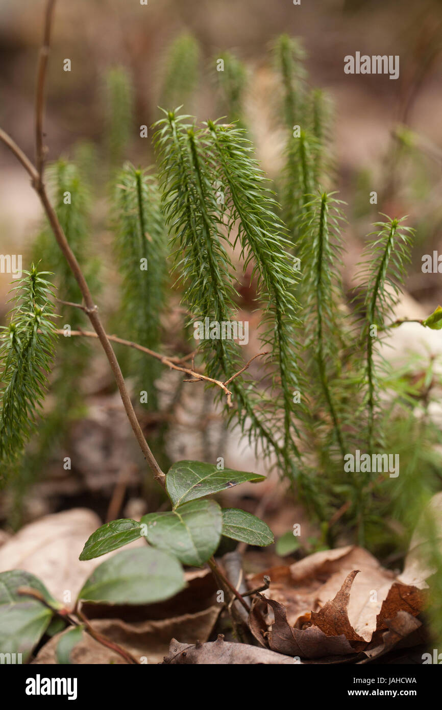 Stagshorn clubmoss (lycopodium clavatum) on pine forest ground. Isolated on a blurry background. Stock Photo