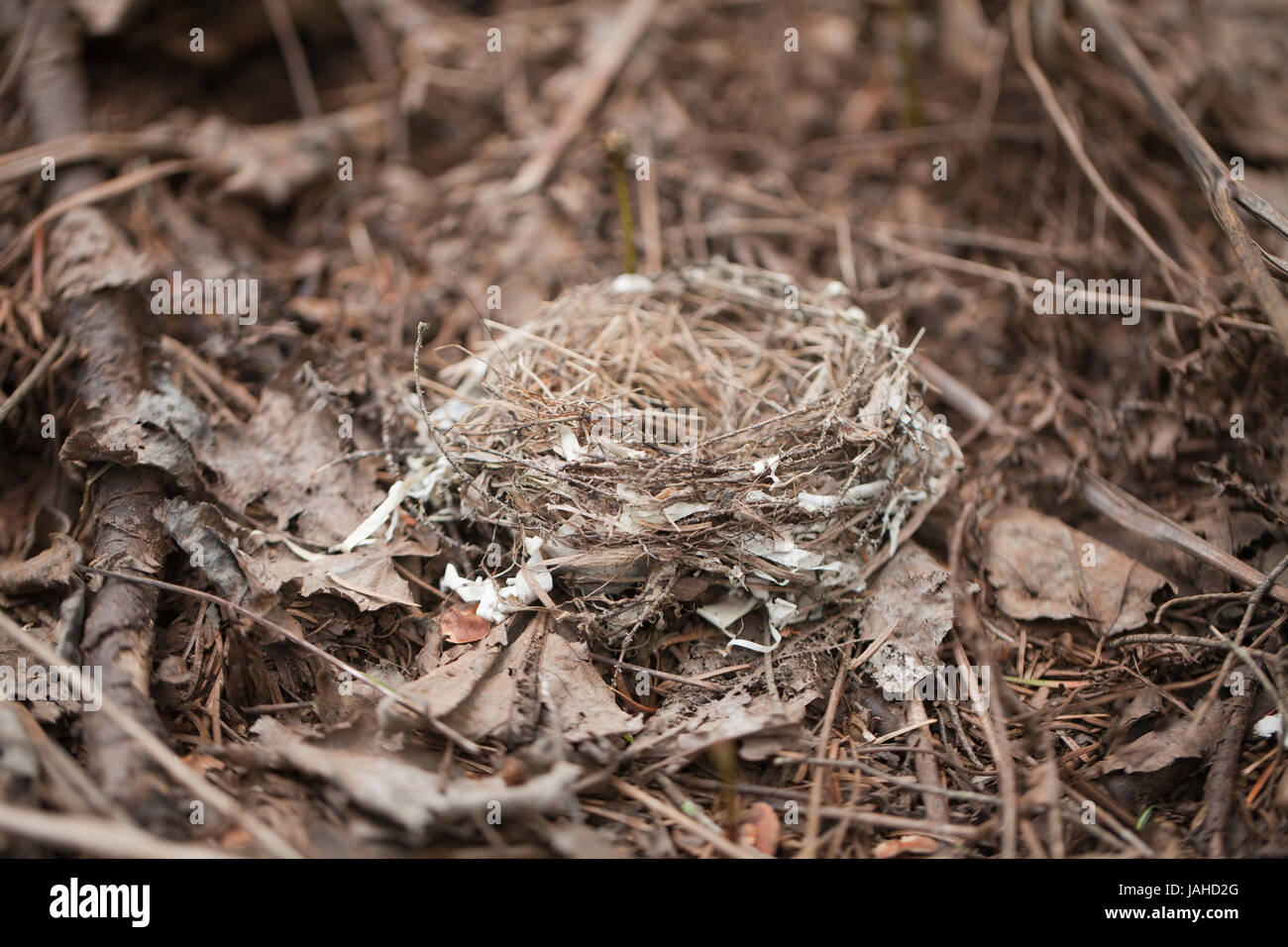 Empty bird nest on the ground in a pine forest. Stock Photo