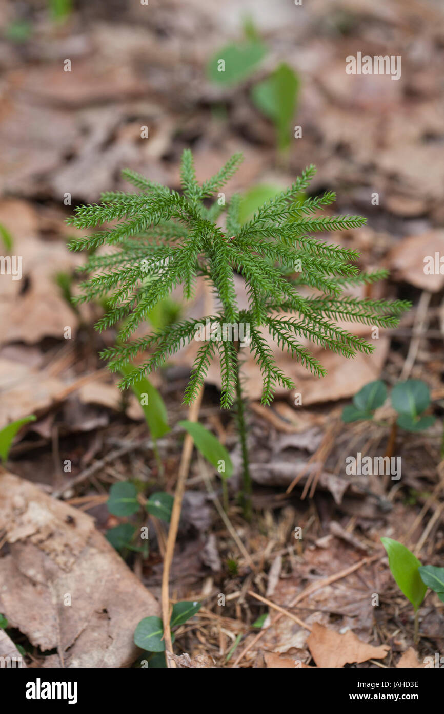 Ground pine (lycopodium) isonaled on a blurry pine forest ground. Stock Photo