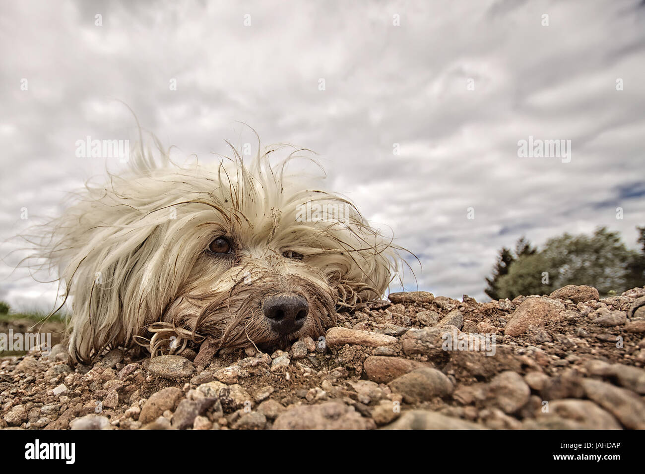 Ein extrem Schmutziger Langhaar Hund liegt im Kies und schaut leicht auf  die Seite. Im Hintergrund ein leicht dramatischer Himmel Stock Photo - Alamy