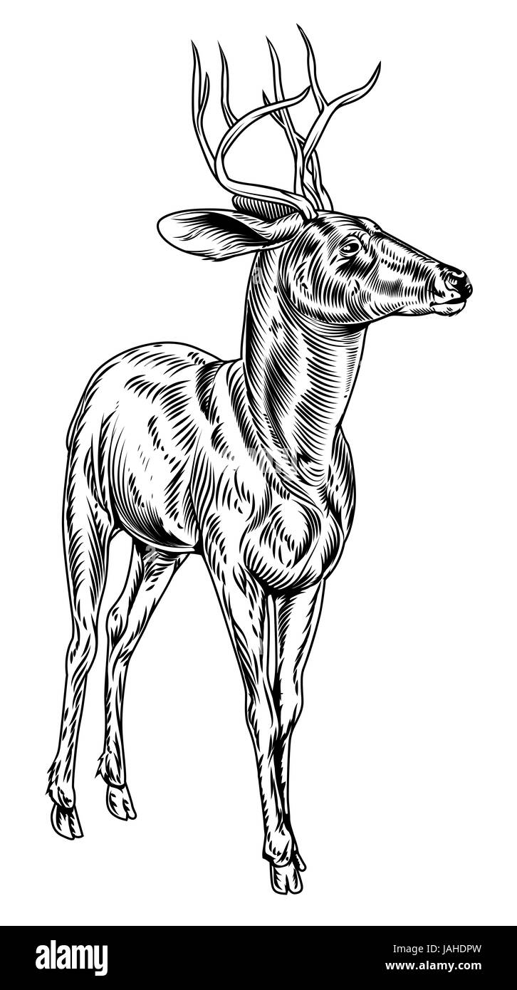 A vintage style woodcut deer illustration of a buck or stag ...