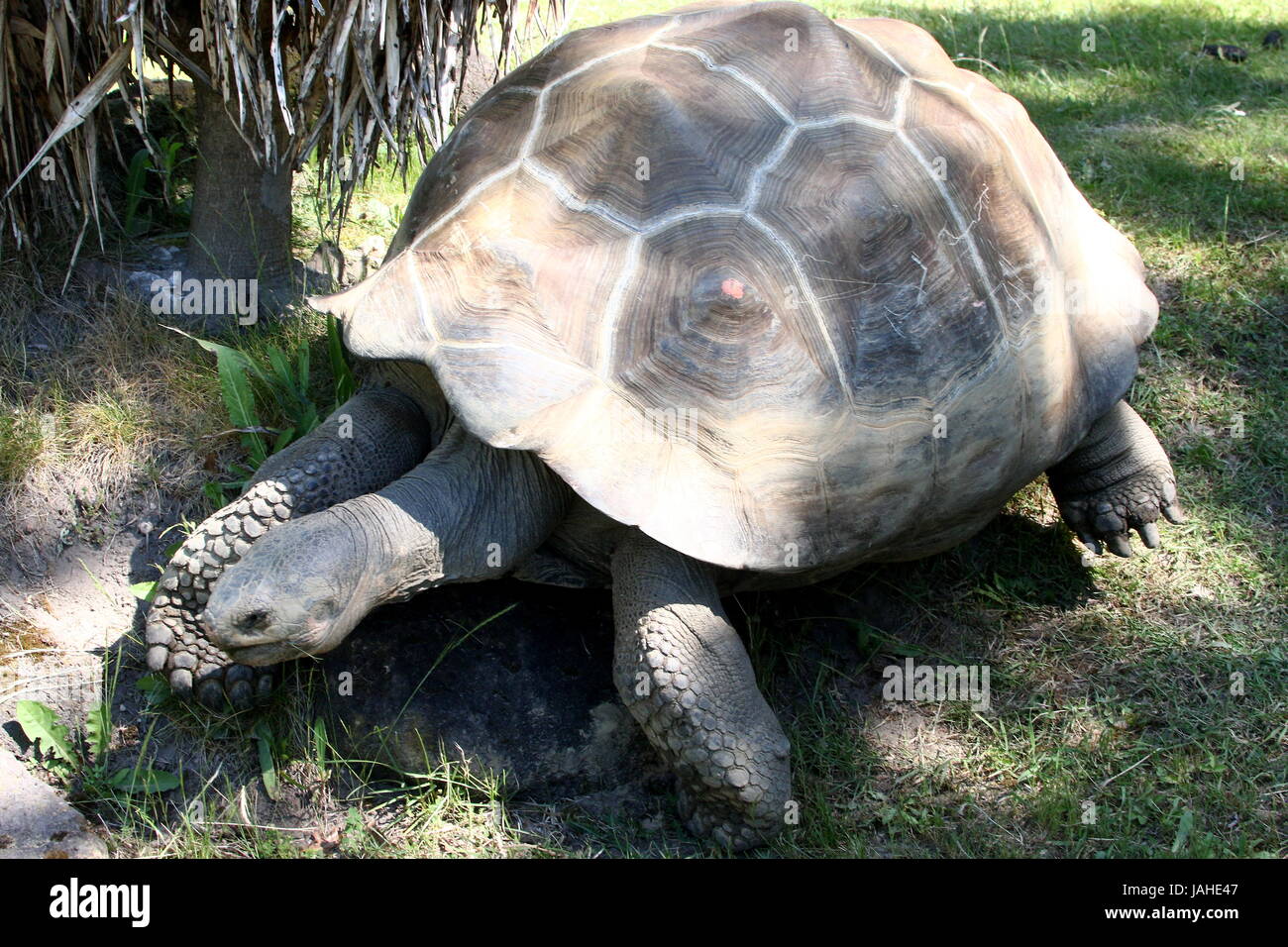 Galapagos Giant Tortoise (Chelonoidis nigra). Stock Photo