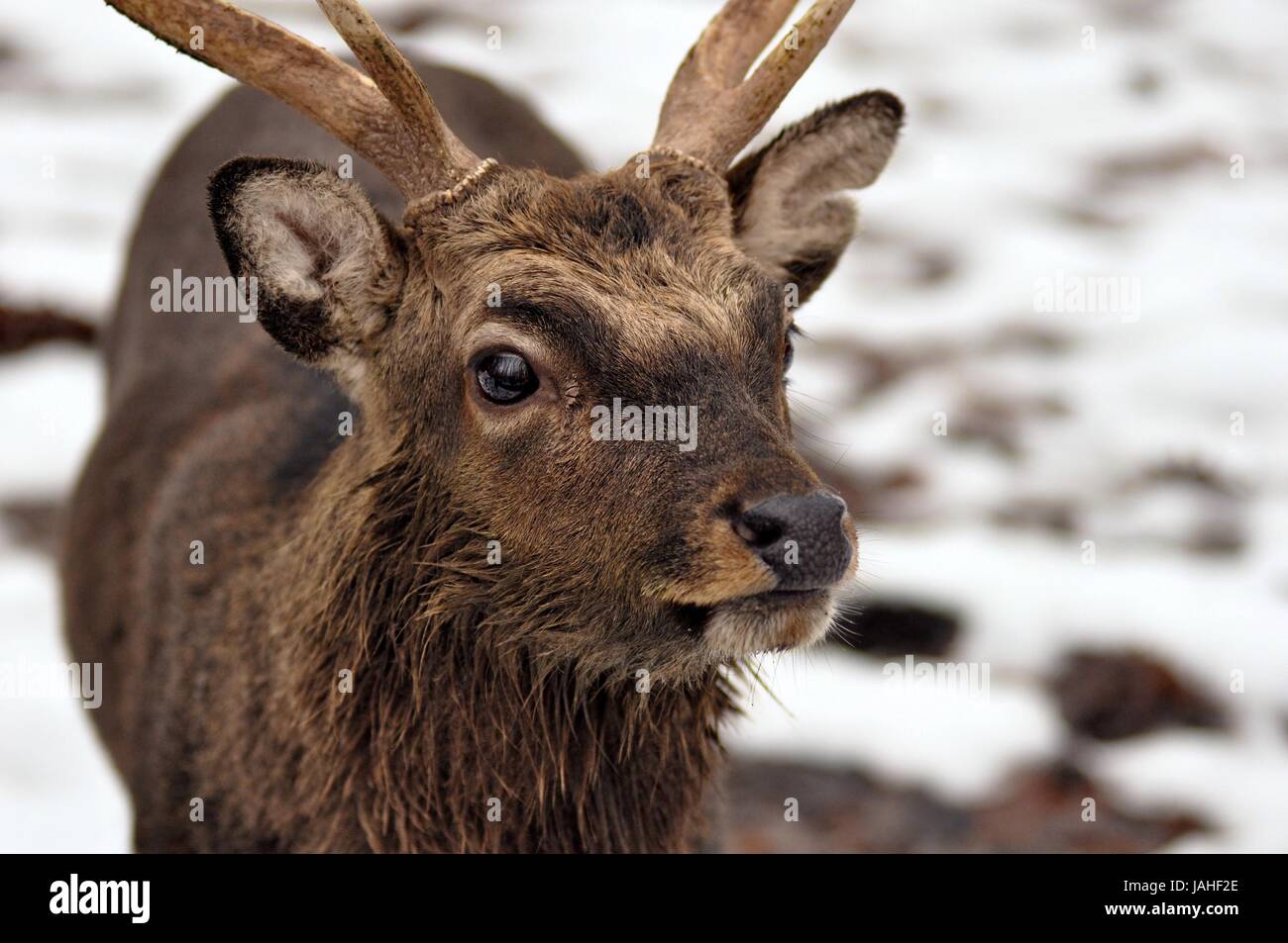Junger Hirsch im Wald im Winter Stock Photo