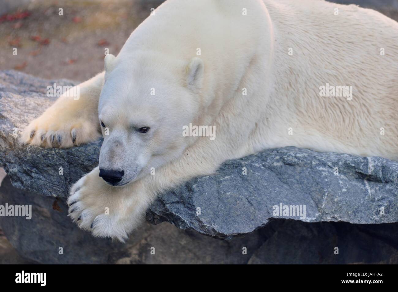Eisbär liegt auf einem Felsvorsprung und schläft Stock Photo