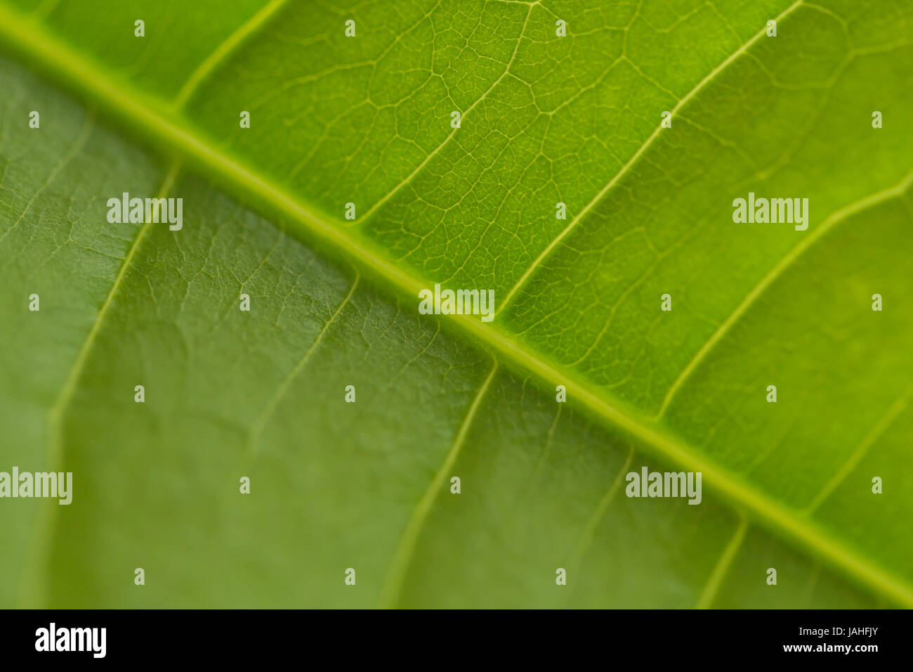 Leaf veins drawing hi-res stock photography and images - Alamy