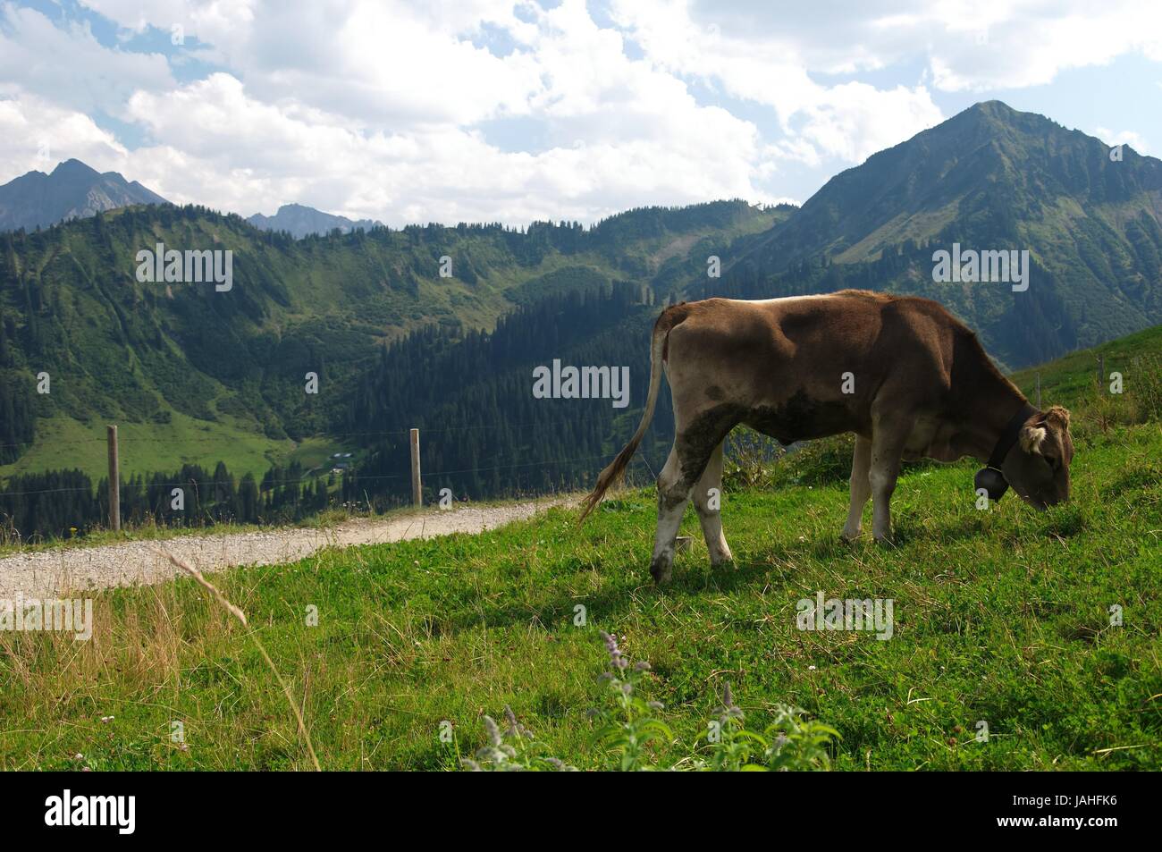 Aussicht auf das Gebirge mit einer Kuh im Vordergrund Stock Photo