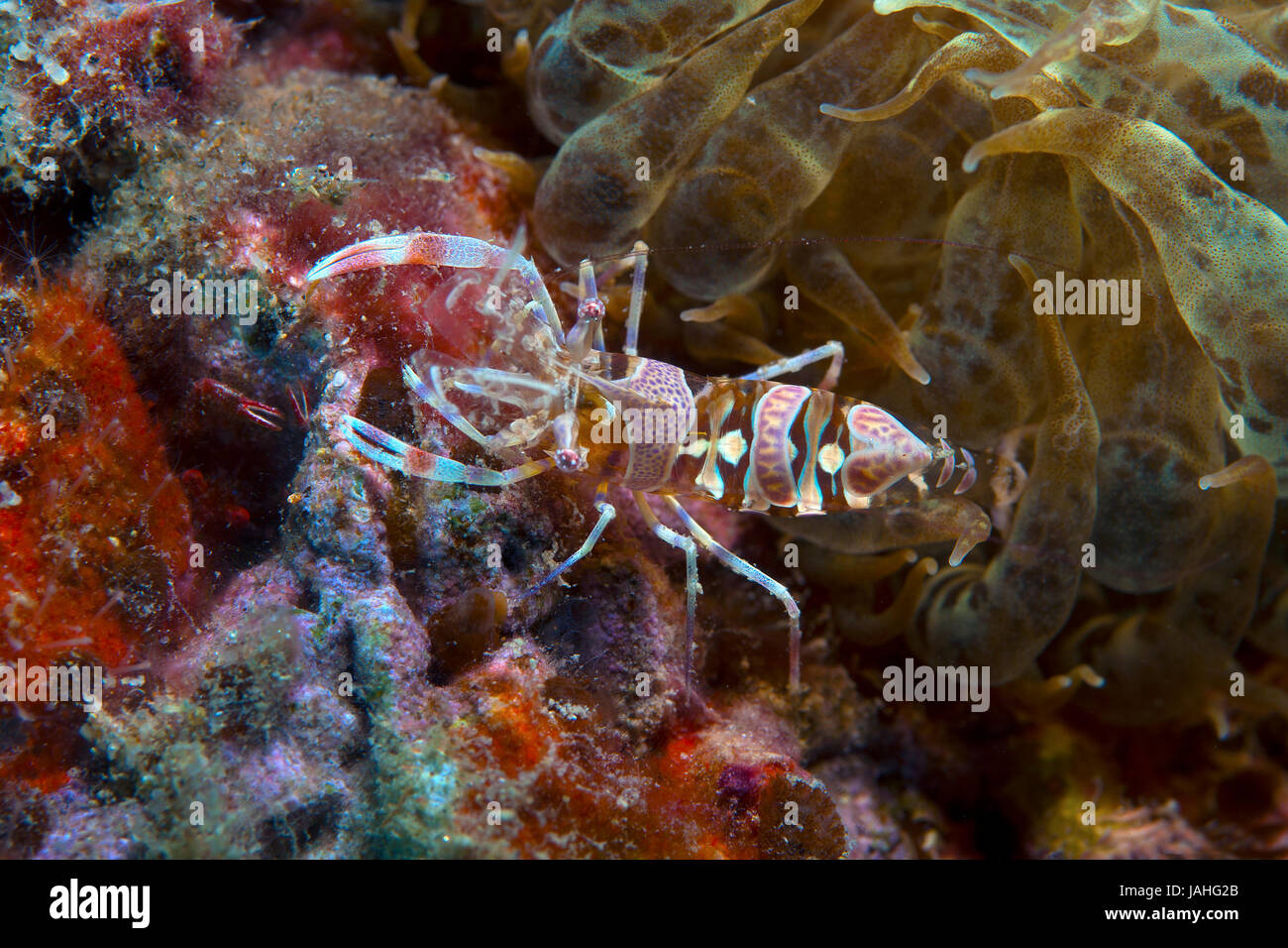 one small hermit crab anemones walking over an orange sponge Stock ...