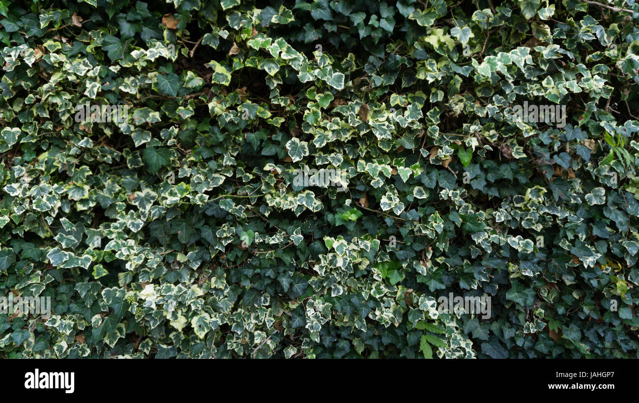 Green Leaves background photo garden Stock Photo - Alamy