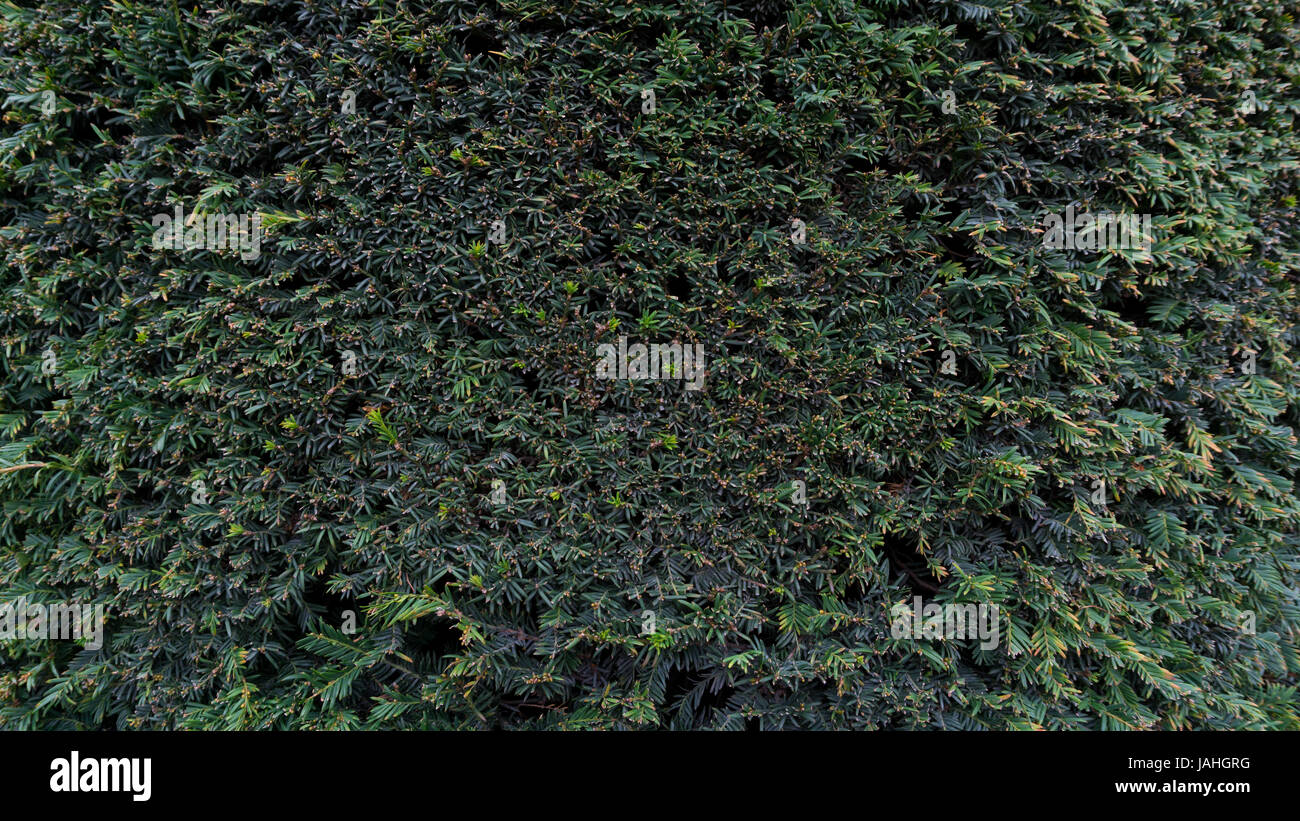 Green Leaves background photo garden Stock Photo - Alamy