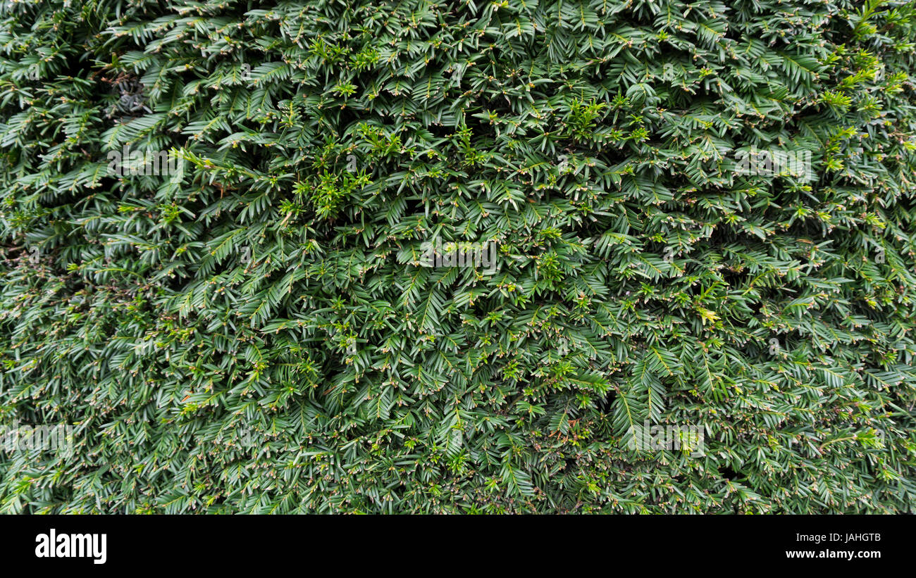 Green Leaves background photo garden Stock Photo - Alamy