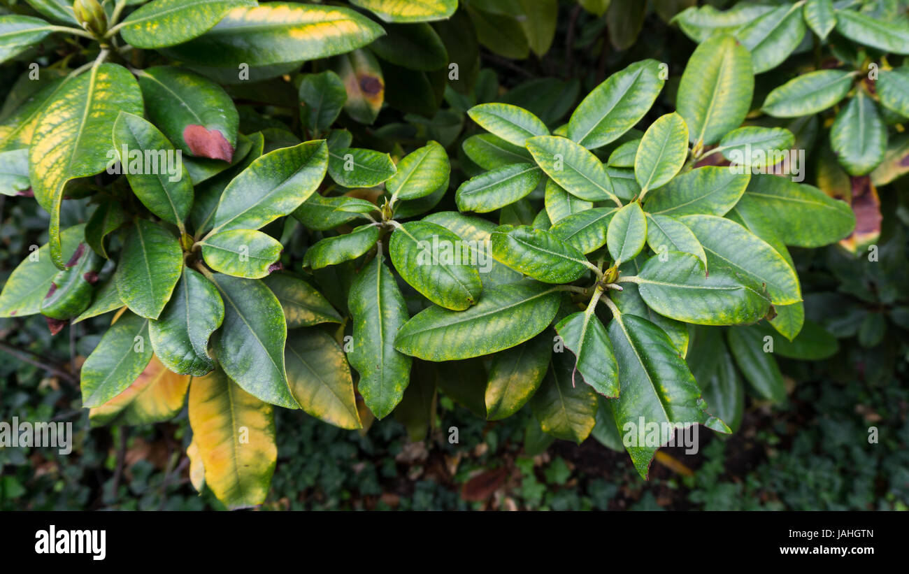 Green Leaves background photo garden Stock Photo - Alamy