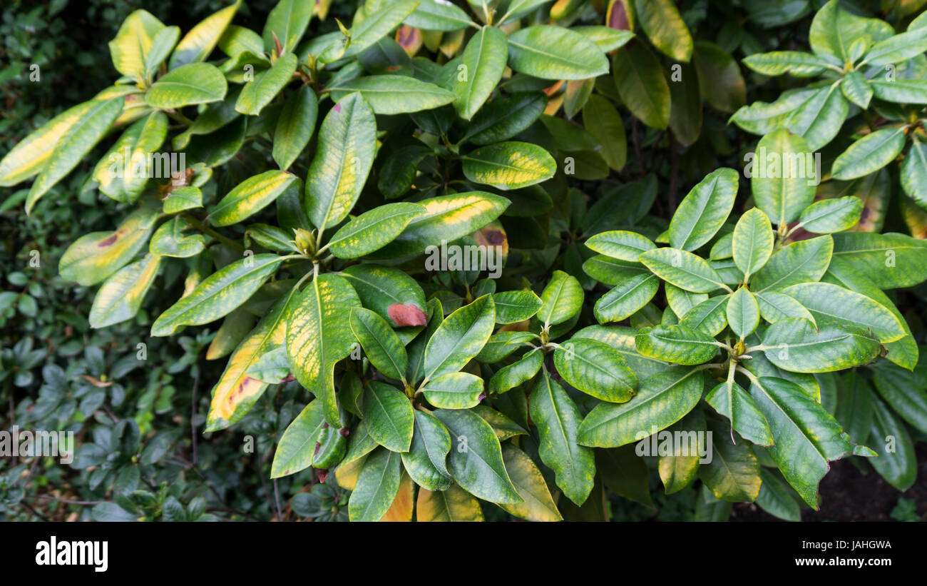 Green Leaves background photo garden Stock Photo - Alamy