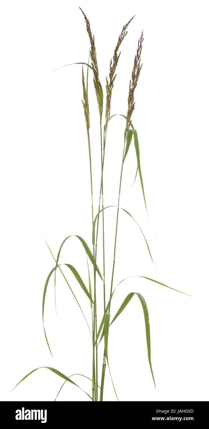 young tuft grass (Festuca arundinacea) on white background Stock Photo