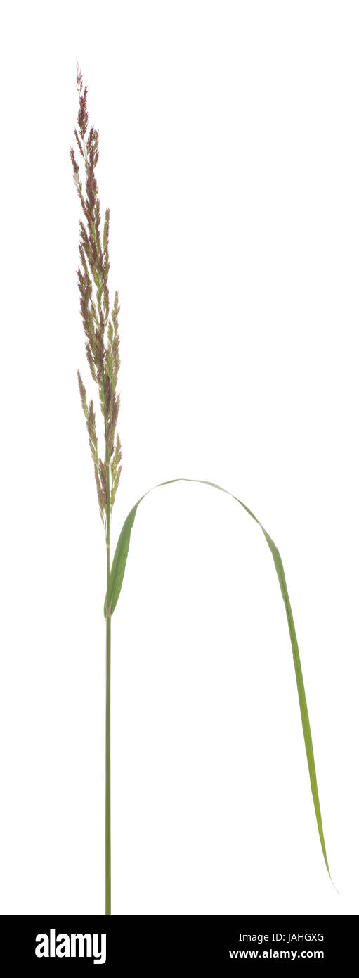 young grass (Festuca arundinacea) on white background Stock Photo