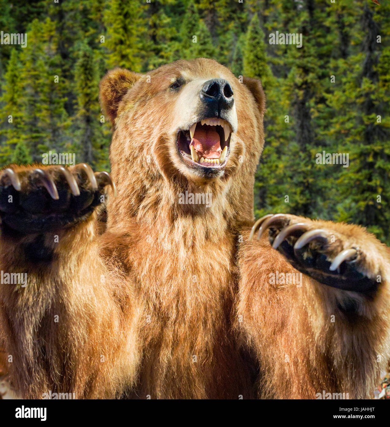 Stuffed Grizzly Bear, Anchorage, Alaska, USA Stock Photo