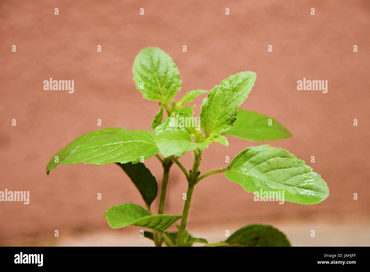 Leaves of aromatic herb basil are used in savory dishes and have many medicinal uses Stock Photo
