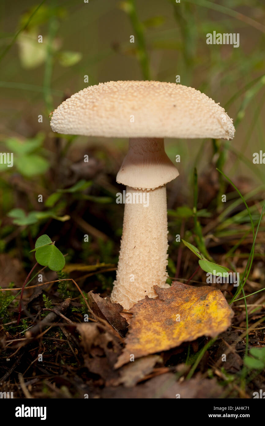 Not Edible not edible mushroom (Amanita citrina) in forest Stock Photo - Alamy
