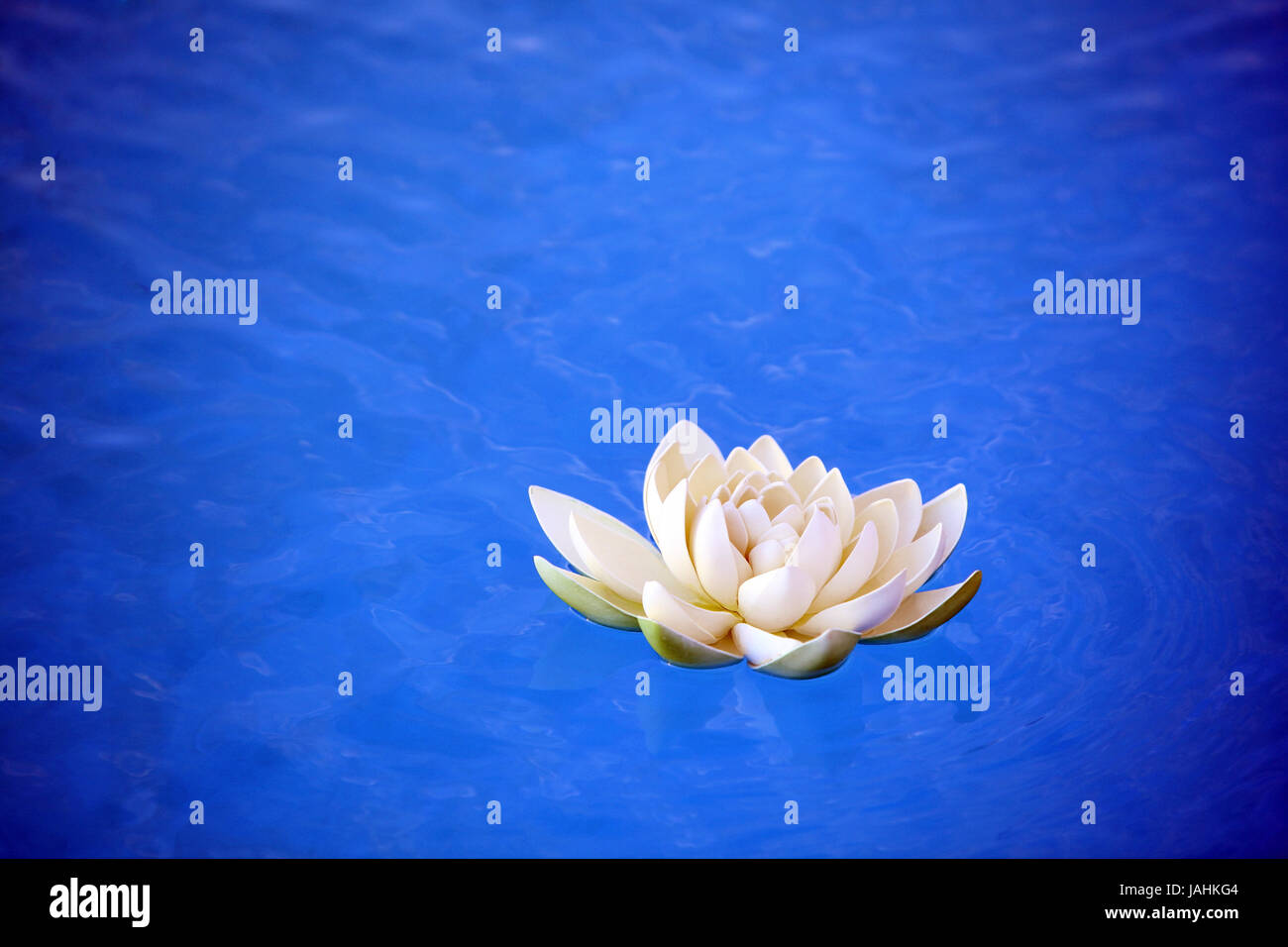 An artificial water lily floating on blue water Stock Photo Alamy
