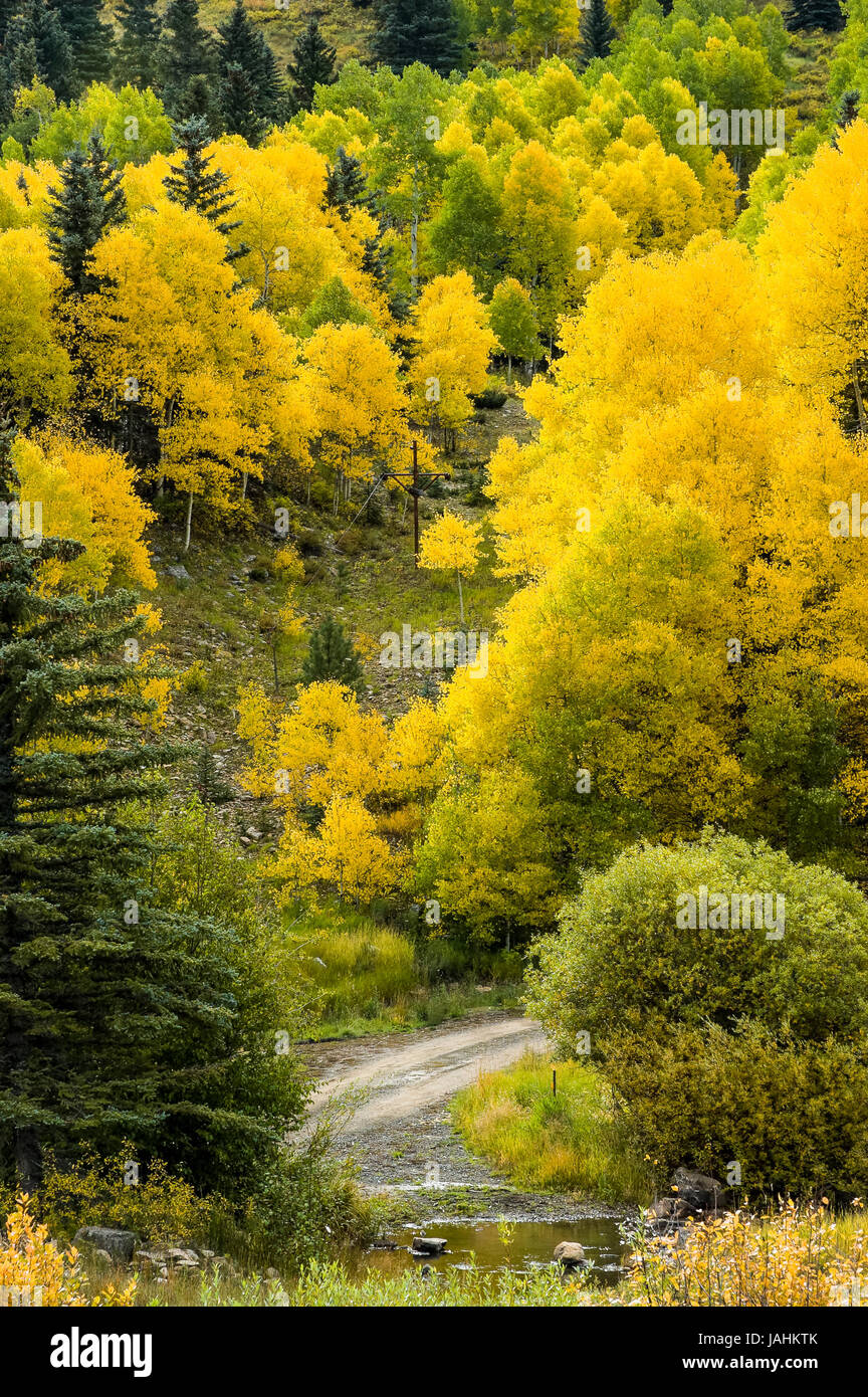 Autumn color near the Dallas Divide, Colorado 62, San Juan Skyway