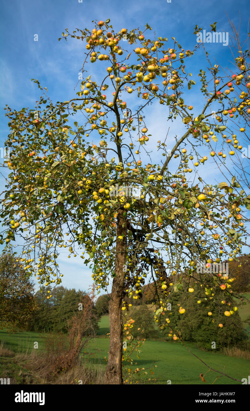apple tree in autumn Stock Photo