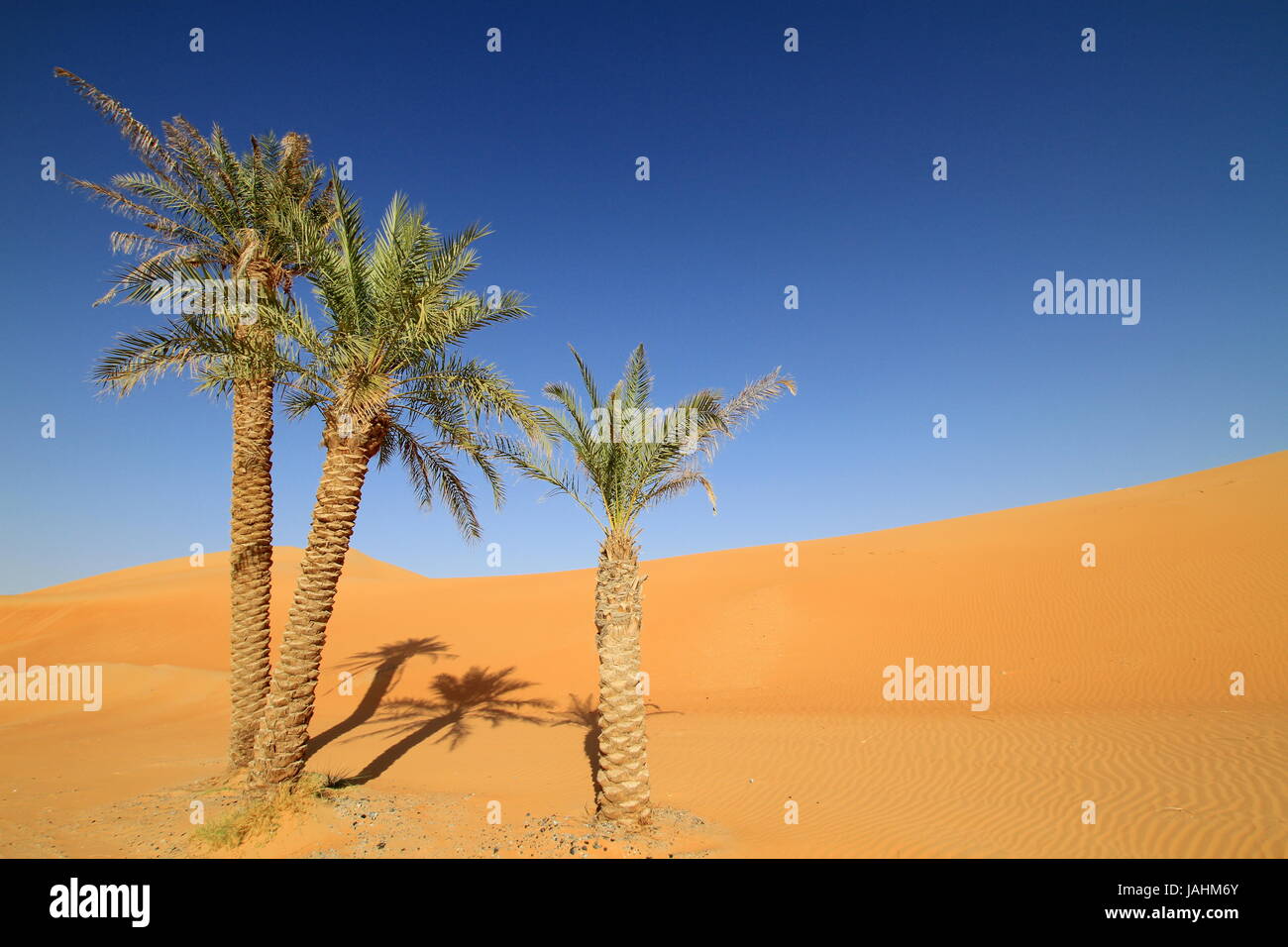 palm trees in the desert Stock Photo