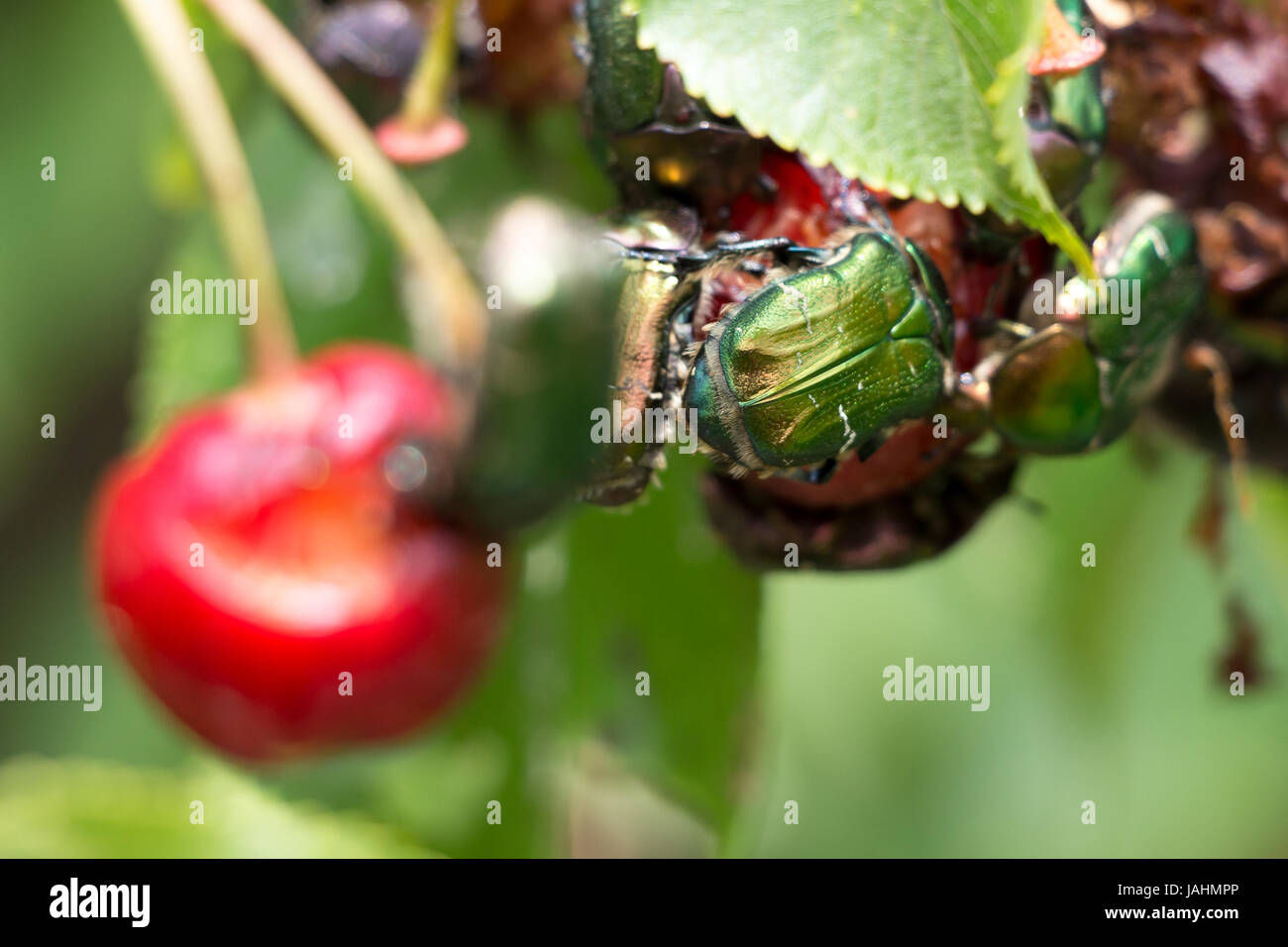 Group of green fruit beetles eating cherries, closeup. Stock Photo