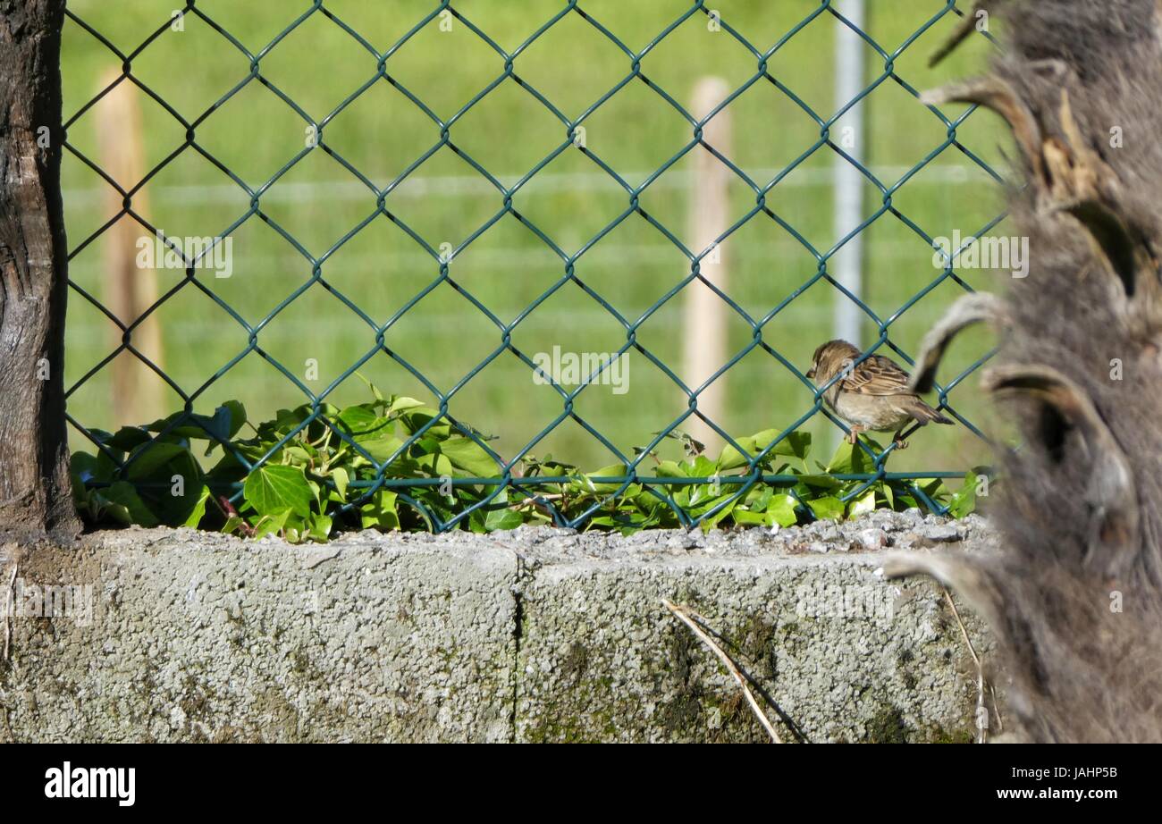 Bird escaping through the grille Stock Photo
