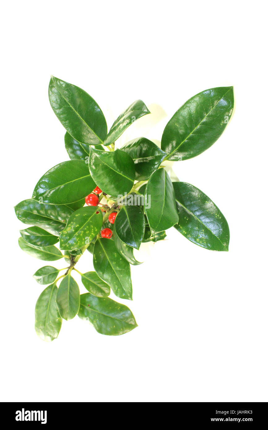 grüner Iilex mit Blättern vor hellem Hintergrund Stock Photo